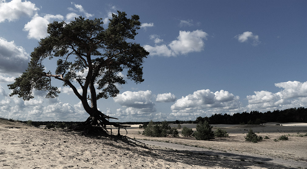 beekhuizerzand