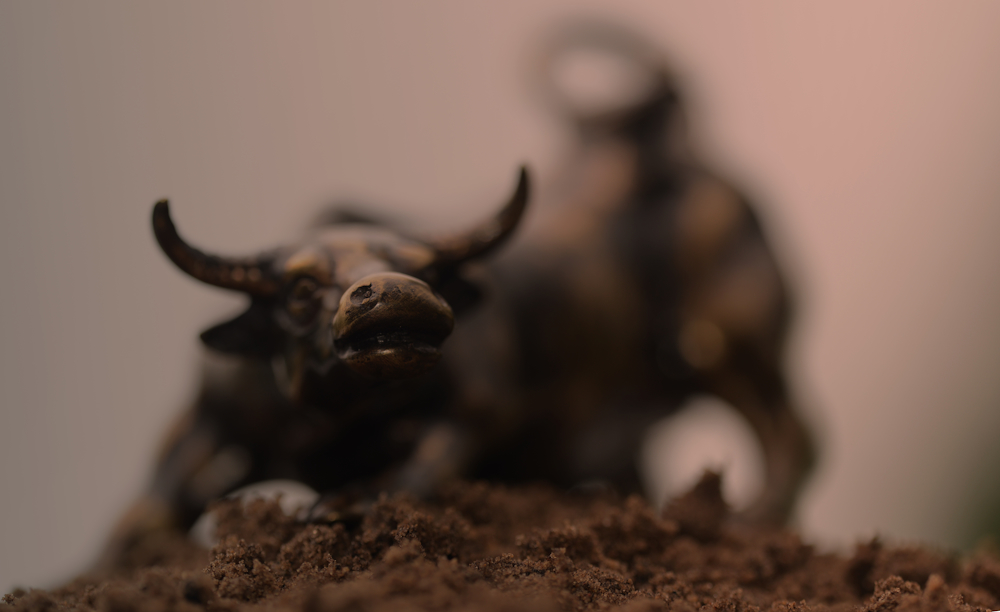 bull