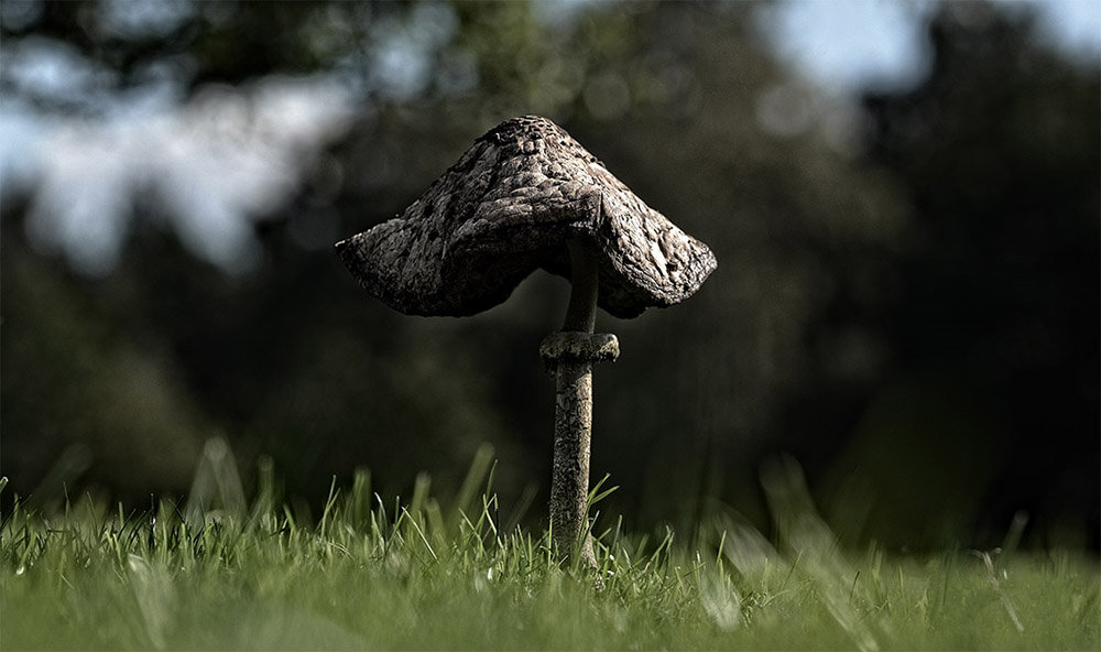 parasol
