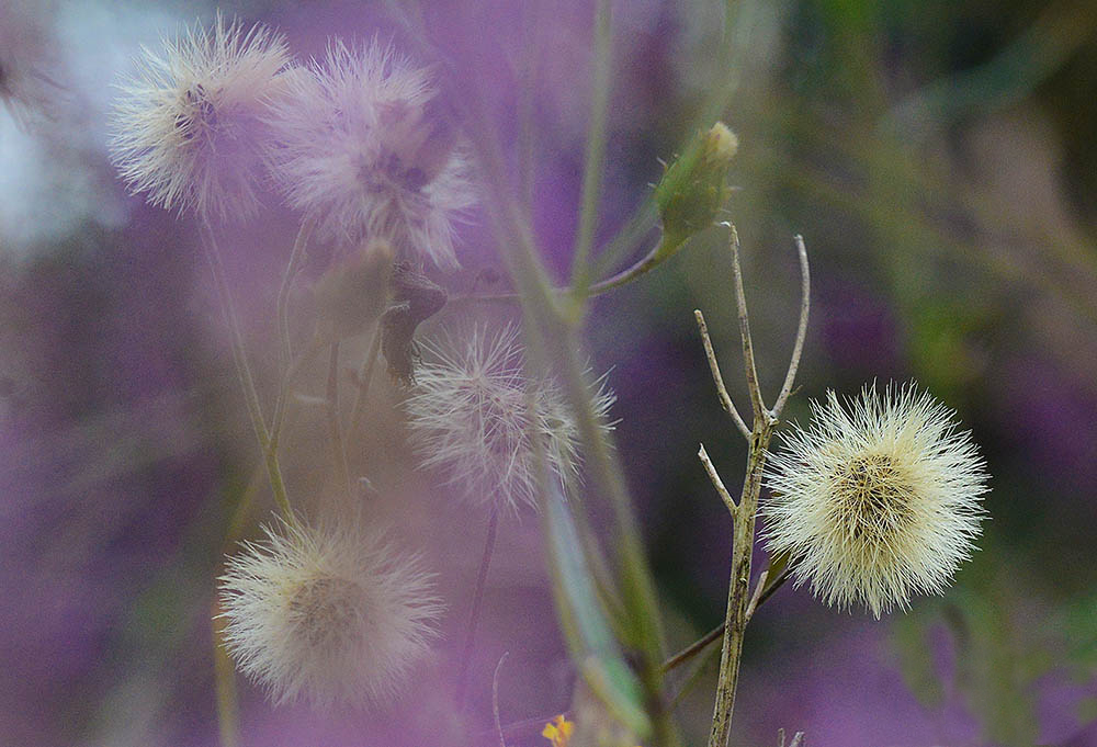 purple haze
