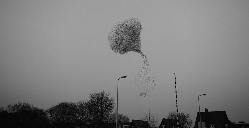 spreeuwen