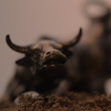 bull