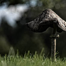 parasol