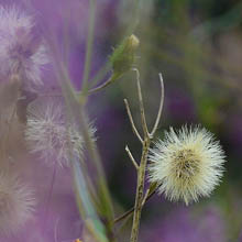 purplehaze