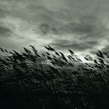 riet