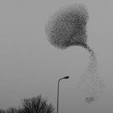 spreeuwen