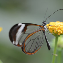 vlinder